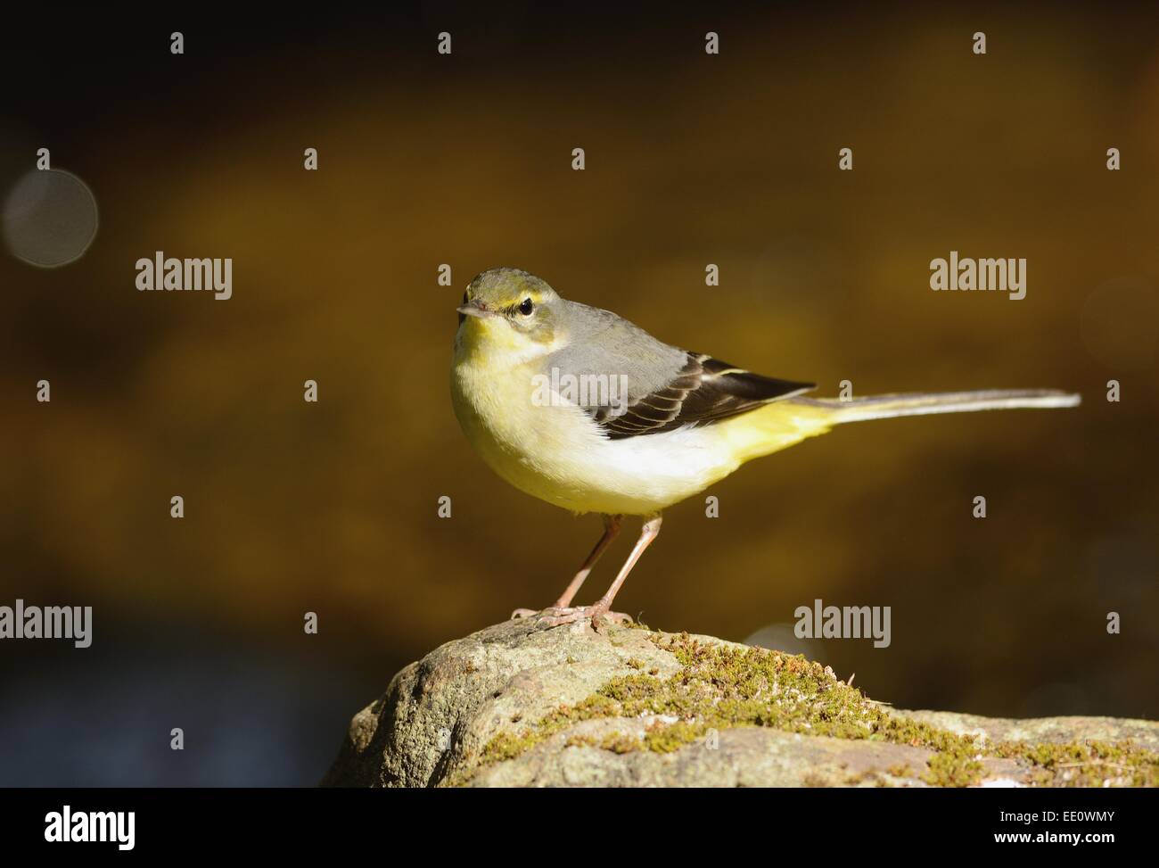 schöne Gebirgsstelze (Motacilla Cinerea) im thailändischen Wald Stockfoto