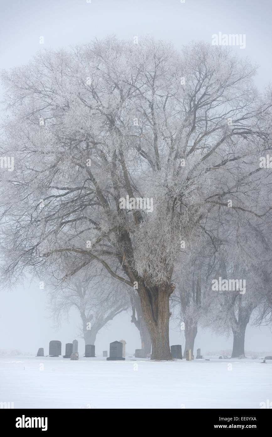 Grabsteine auf dem Friedhof Nord Pulver Oregon an einem nebeligen Wintertag. Stockfoto