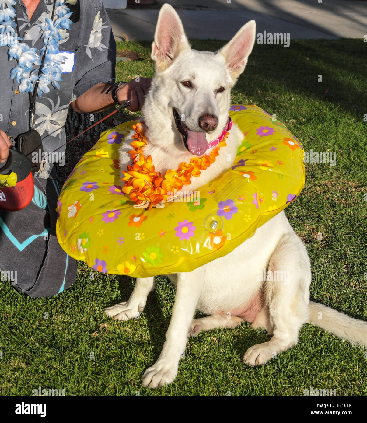 Weiße Schäferhund gewinnt "Am Beachy" Award in Doggie Halloween-Parade in Santa Monica, Kalifornien Stockfoto