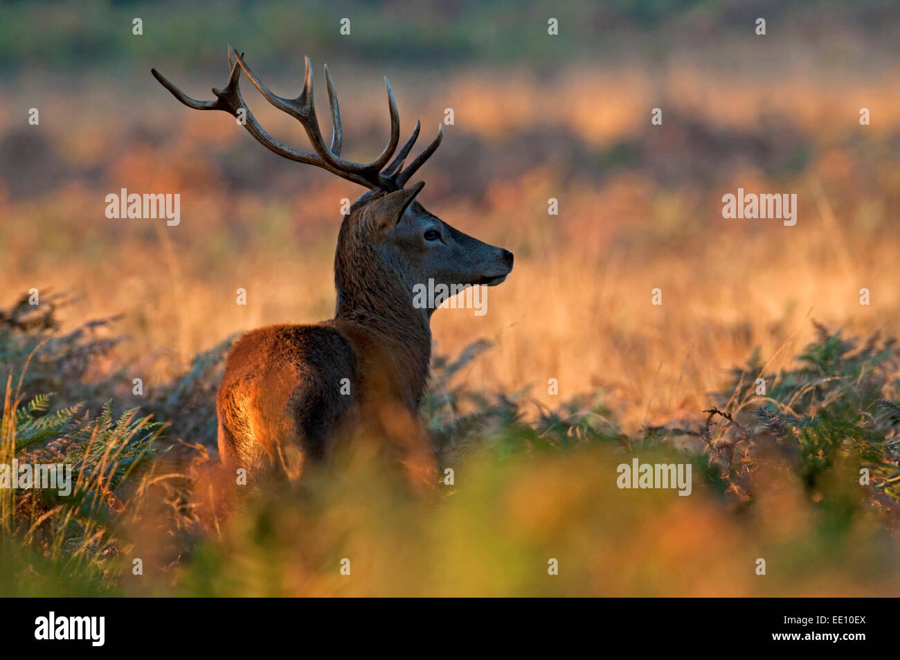 Männliche Rotwild (Hirsch)-Cervus Elaphus im Morgengrauen in der Brunft. Stockfoto