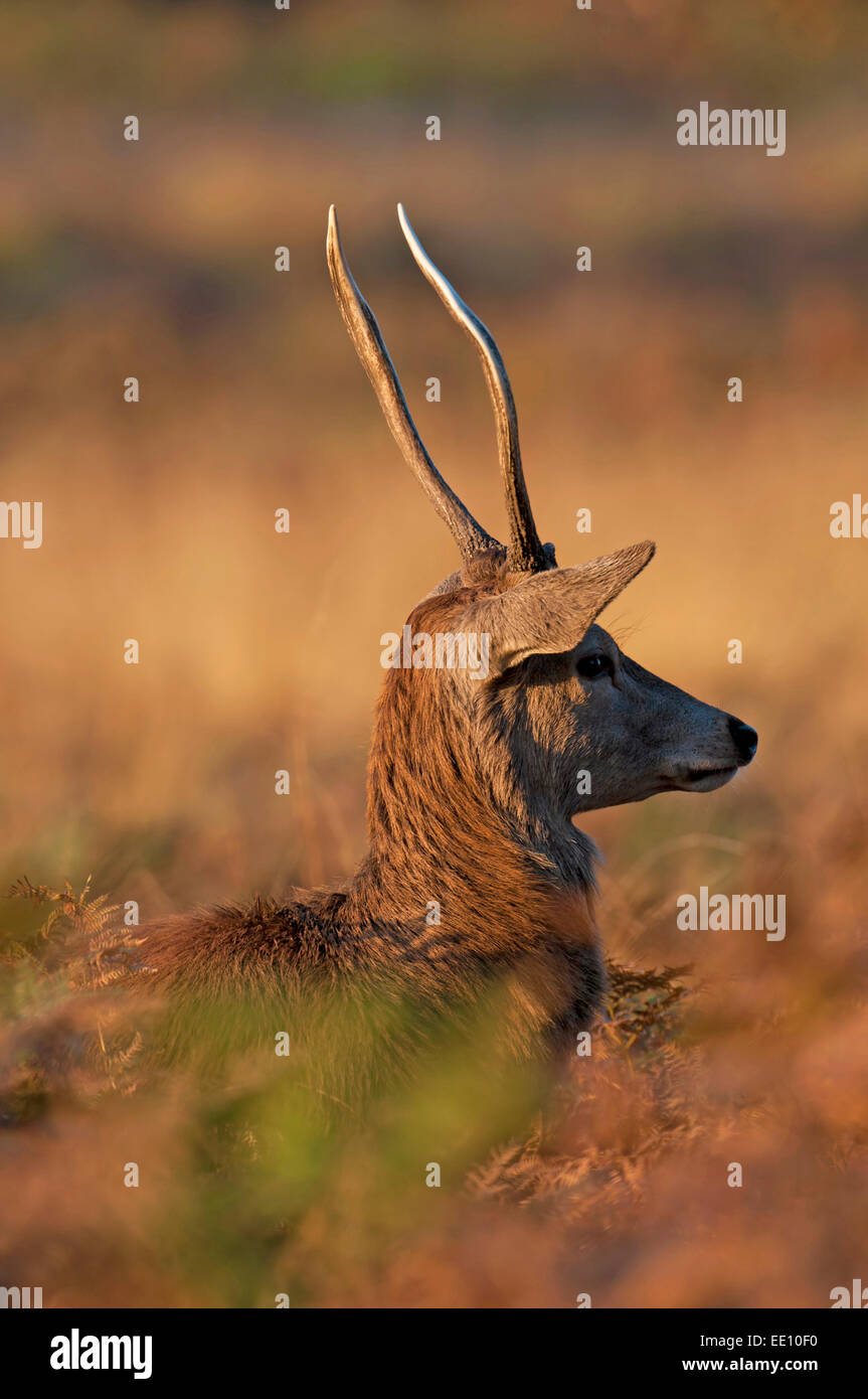 Juvenile Rotwild (Hirsch)-Cervus Elaphus im Morgengrauen in der Brunft. Stockfoto