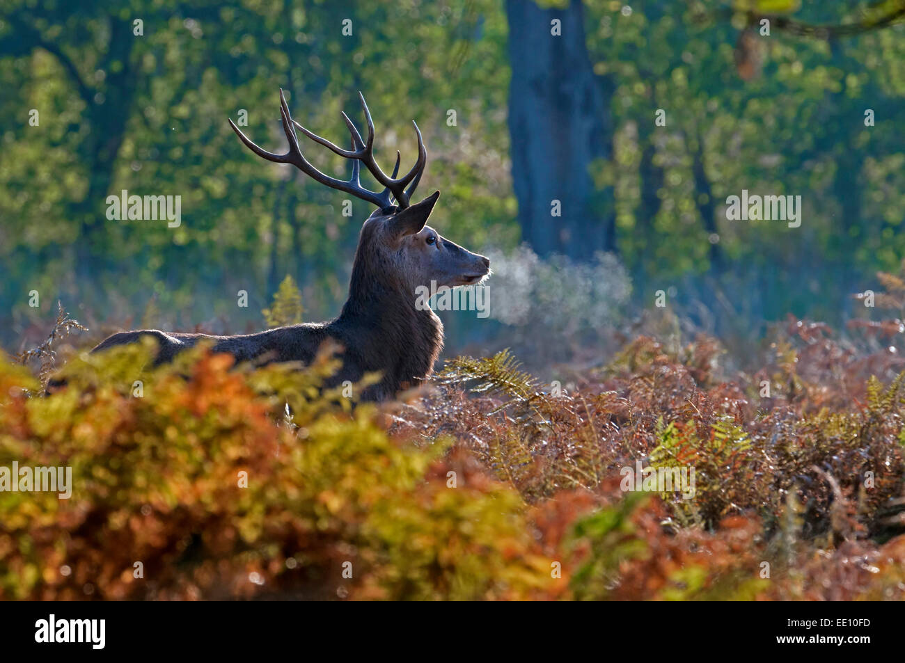 Rote Deer(Stag) - Cervus Elaphus im Morgengrauen in der Brunft. Stockfoto