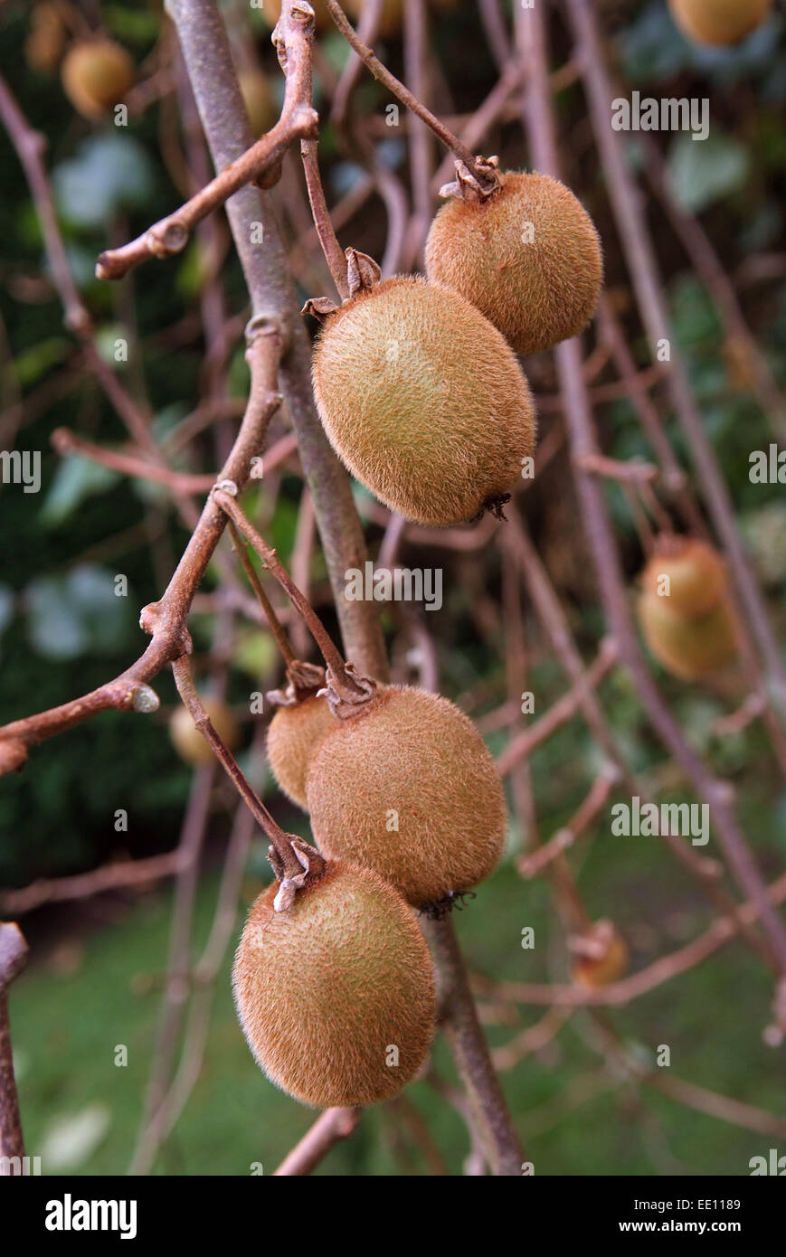 Elizabeth Bullivant wächst Kiwis in ihrem Garten im Stourton House in Wiltshire Stockfoto