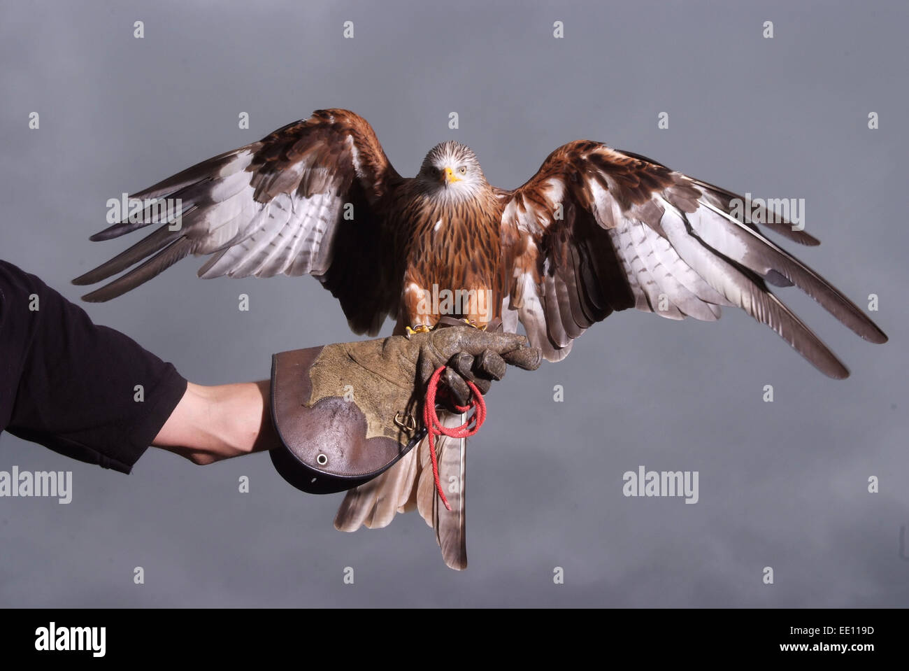 Falkner Jonathan Marshall mit einem roten Drachen. Stockfoto