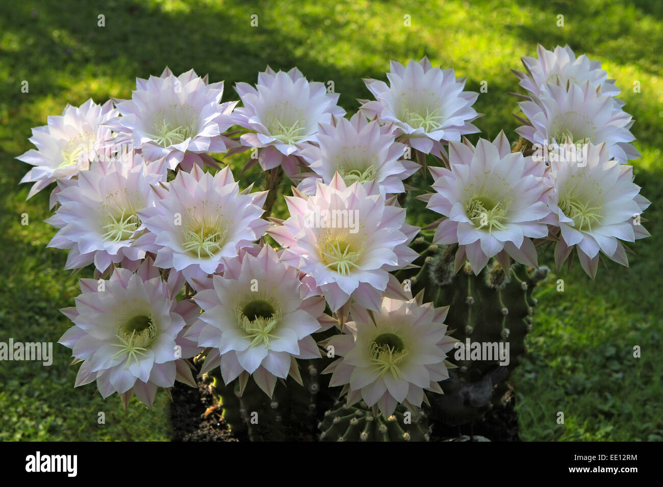 Blühender Igelkaktus, Echinopsis Eyriesii hybrida Stockfoto