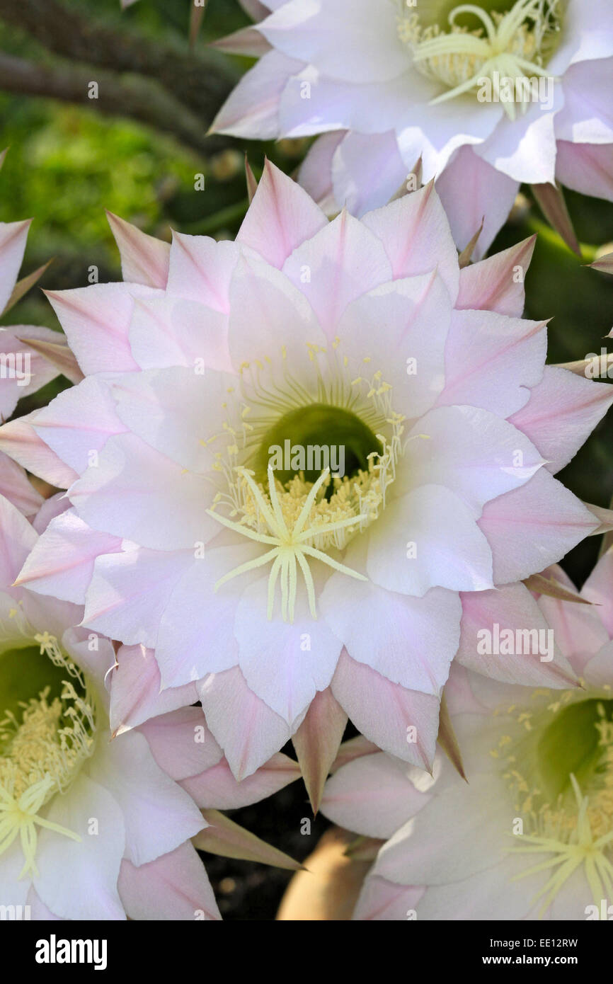 Blühender Igelkaktus, Echinopsis Eyriesii hybrida Stockfoto