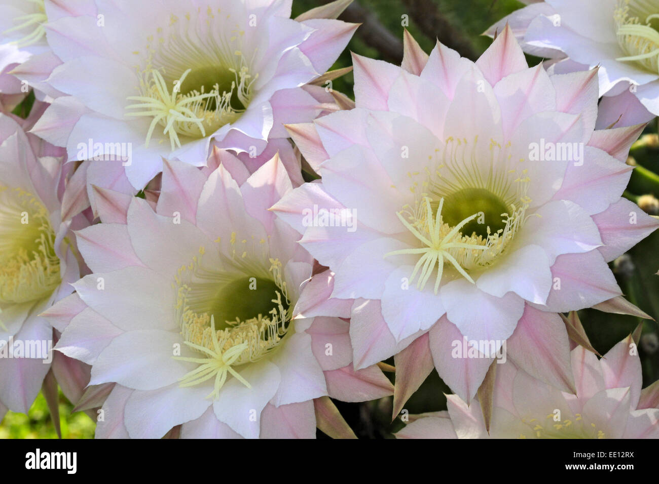 Blühender Igelkaktus, Echinopsis Eyriesii hybrida Stockfoto