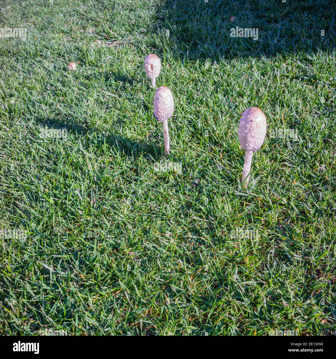 Eine Gruppe von drei Shaggy Mähne Inky Cap Mushroom pop-up in einem Wohngebiet Rasen in Santa Barbara, Kalifornien. Stockfoto
