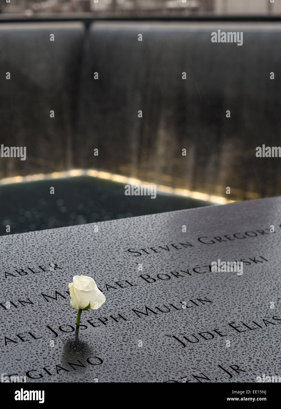 World Trade Center Memorial mit weißer Rose und Wasserfall. An einem regnerischen Tag schmückt eine einzelne weiße rose einen Namen. Stockfoto