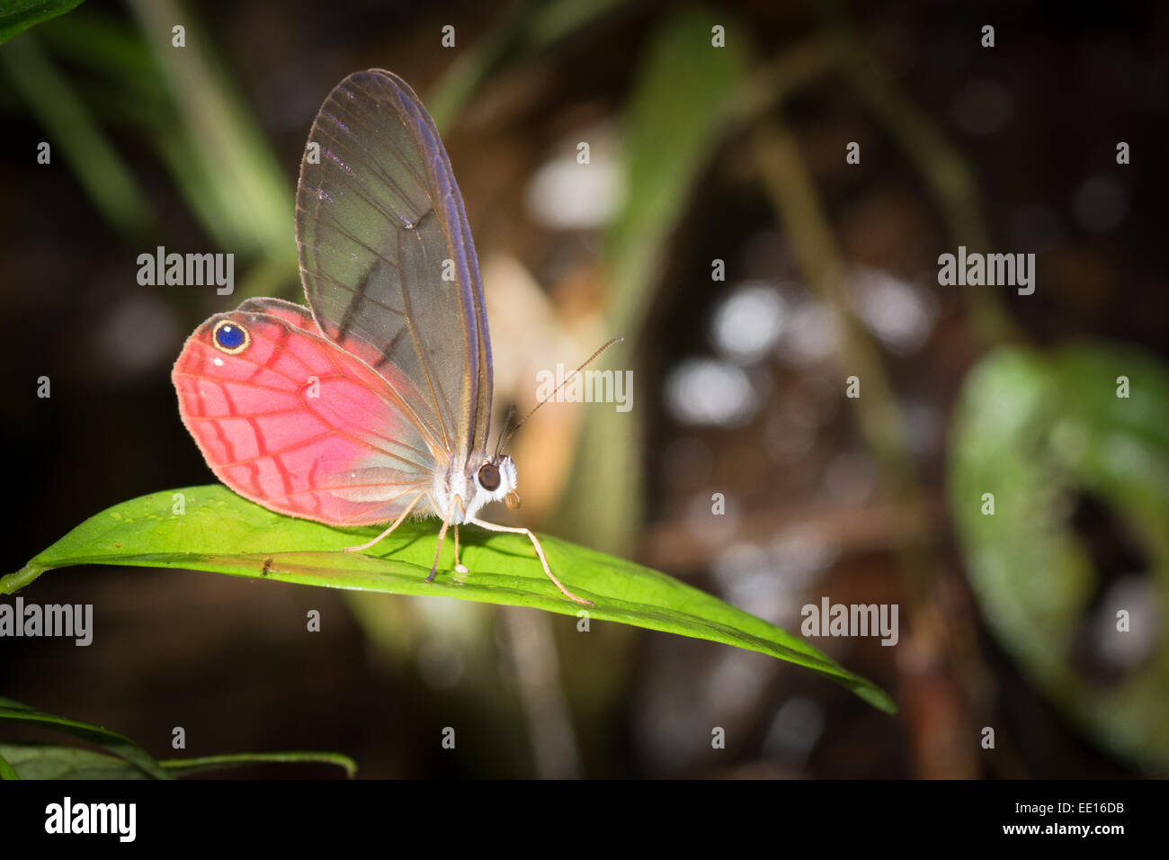 Rosa-bestückte Satyr Schmetterling (Cithaerias Menander) auf Blatt im peruanischen Amazonas-Dschungel Stockfoto