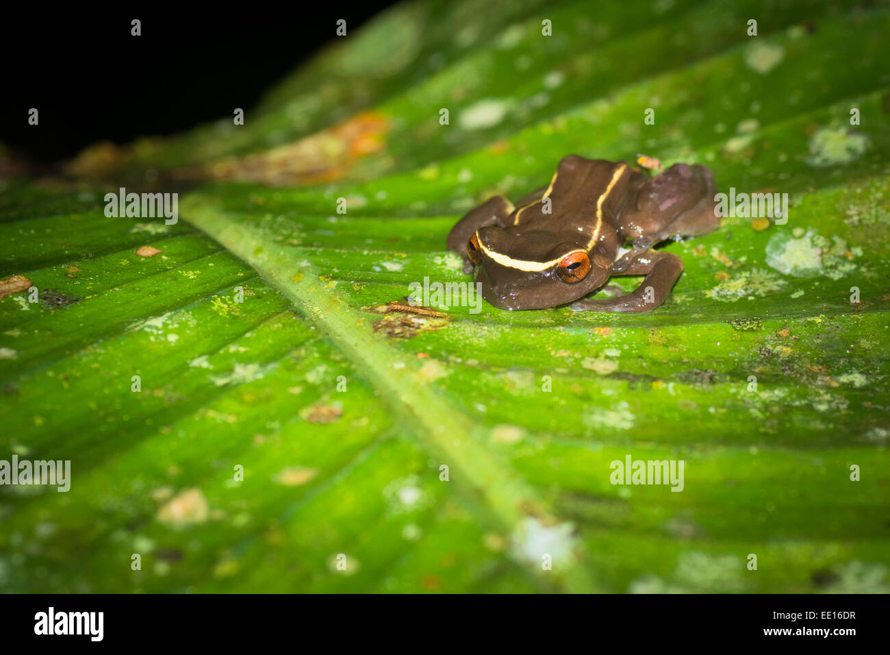 Unidentifed bunten Frosch mit rötlichen Augen und gelben Streifen auf Blatt im peruanischen Amazonas-Dschungel in der Nähe von Cenepa Stockfoto