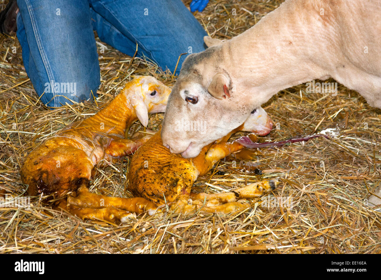 Mutter Schafe auschecken und ihre Neugeborenen Zwillingsschwester Gruß Lämmer von der notleidenden Geburt gelb Stockfoto