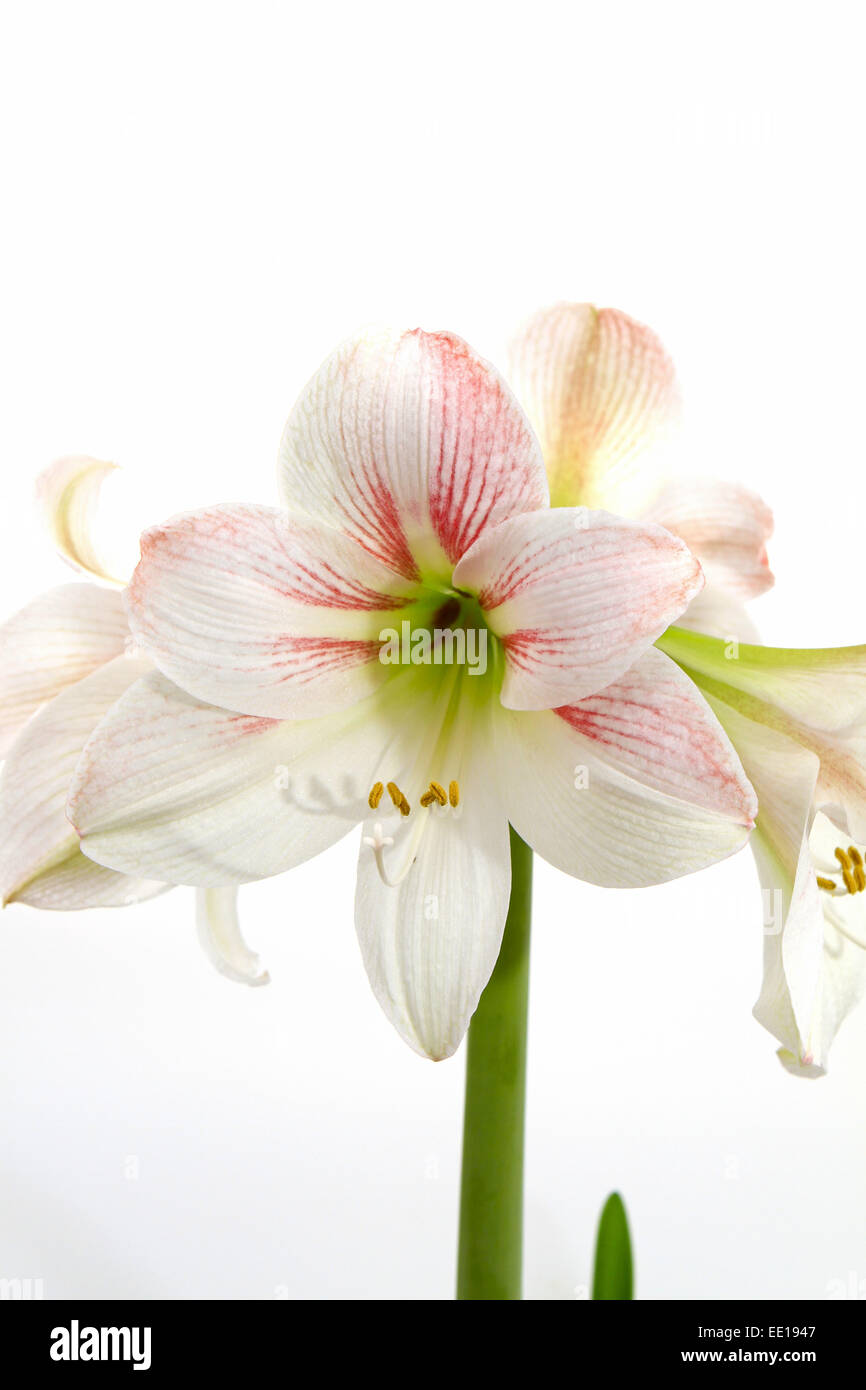 Weisse Amaryllis, Ritterstern (Hippeastrum) Stockfoto