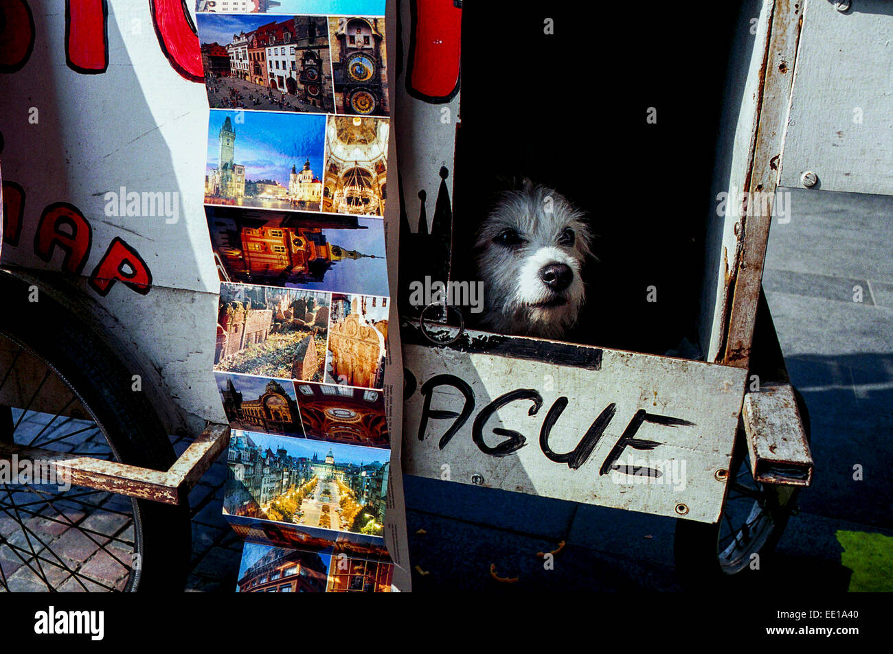 Ein süßer kleiner Hund, der aus einem Souvenirwagen mit Postkarten im historischen Zentrum von Prag, Tschechien, blickt Stockfoto