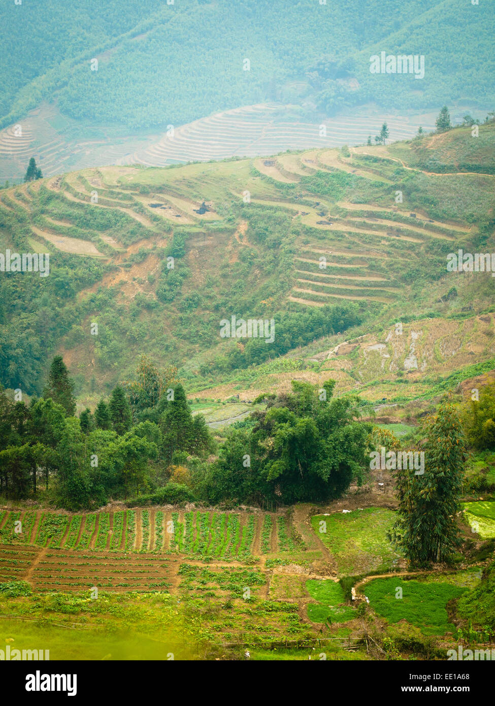 Ein Blick auf Felder und terrassierten Reisfelder etwas außerhalb von Sapa, Vietnam. Stockfoto