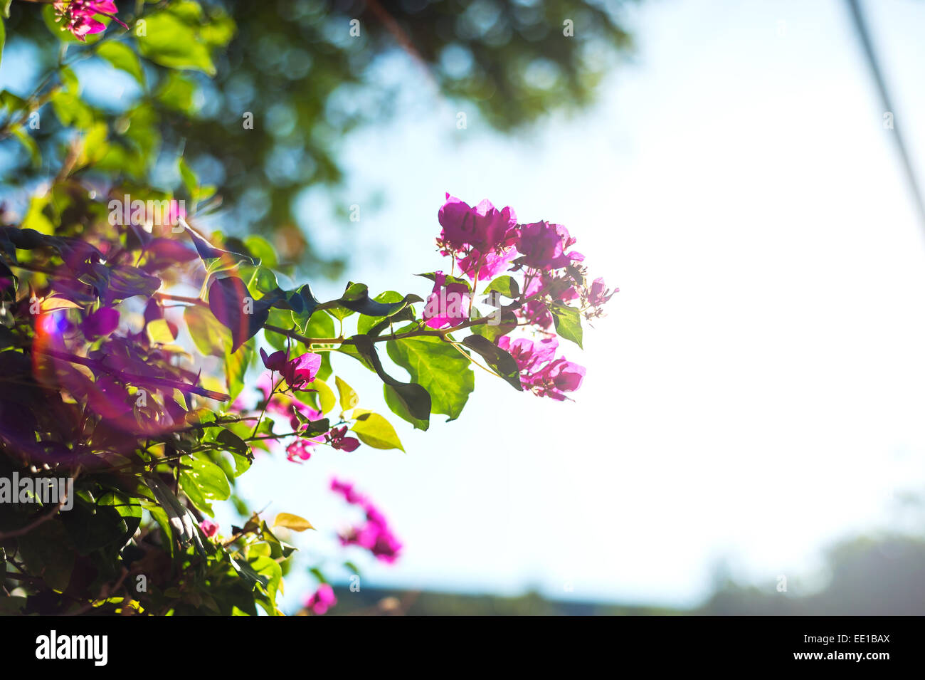 Eine Bougainvillea im Himmel Licht Tag. Stockfoto
