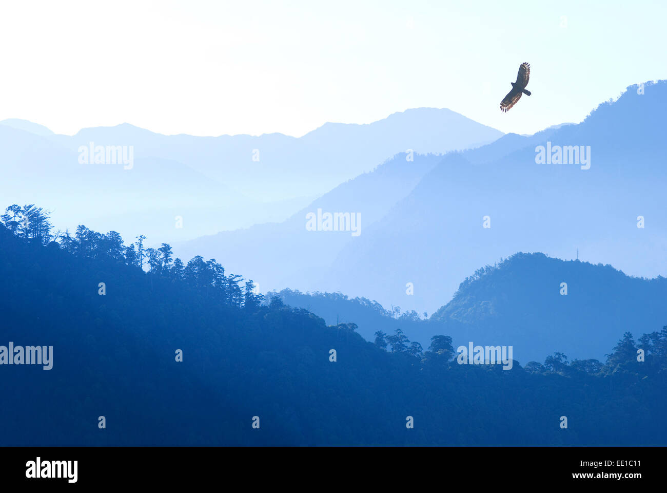 Crested Serpent Adler (Spilornis Cheela) fliegen über Berge im