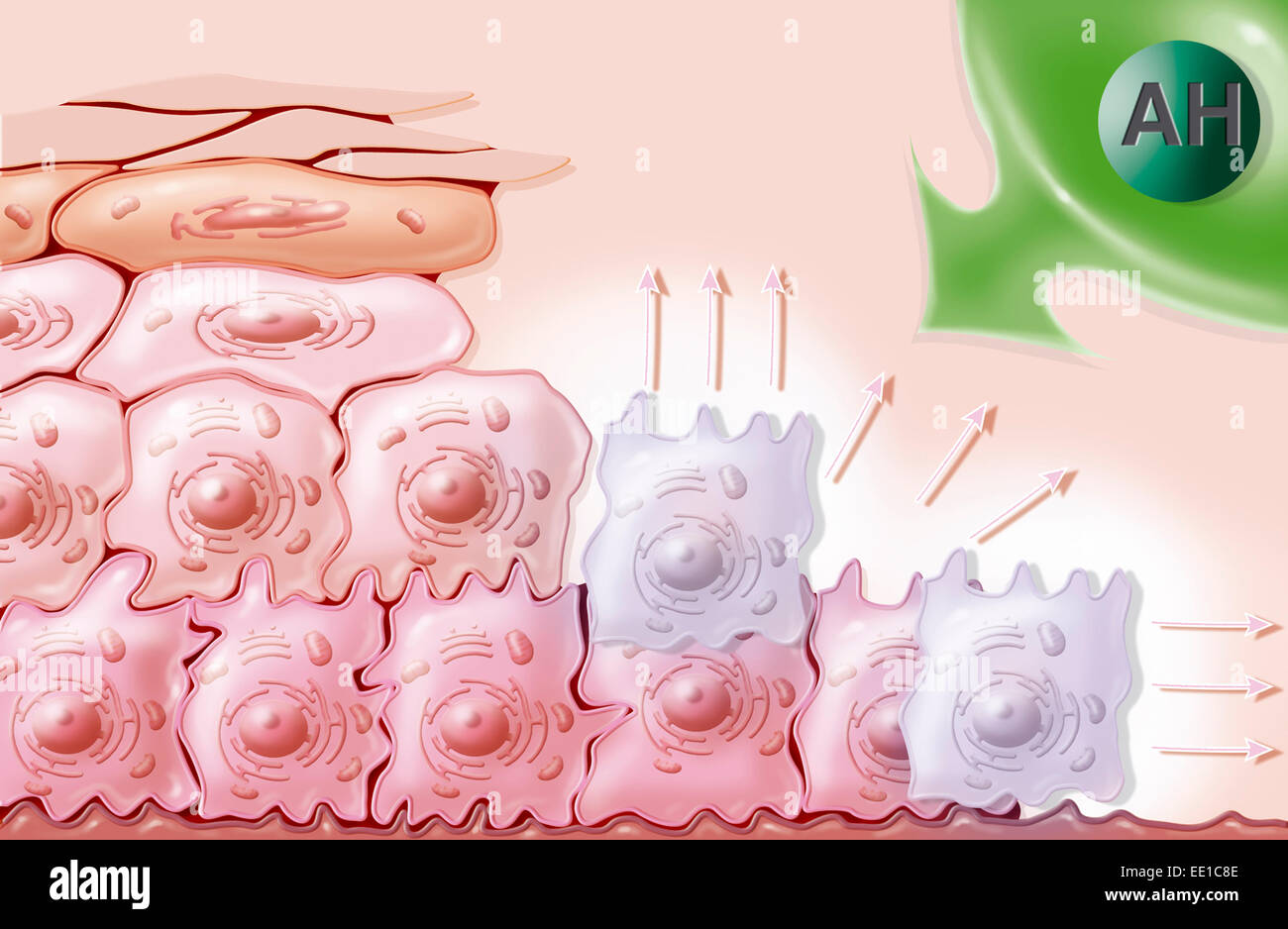 WUNDHEILUNG, ILLUSTRATION Stockfoto