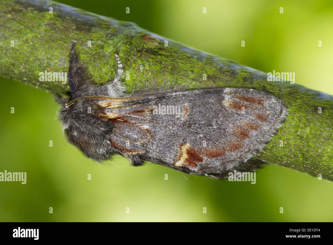 Eisen prominente Moth (Notodonta Dromedarius) Erwachsenen, ruht auf Zweig, Powys, Wales, Juli Stockfoto