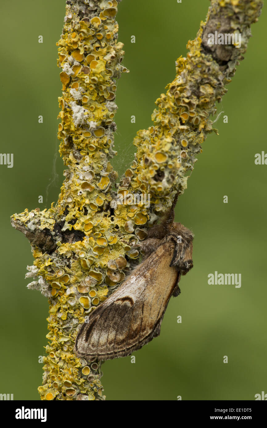 Kiesel Prominent (Notodonta Ziczac) Erwachsene, bedeckt ruhen auf Flechten Zweig, Lincolnshire, England, Juni Stockfoto