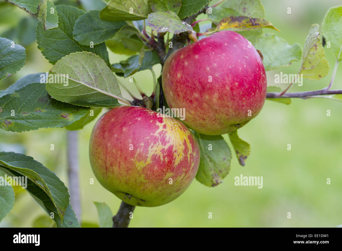 Apfel (Malus Domestica) 'James Grieve', close-up of Frucht am Baum im Bio-Obstgarten, Powys, Wales, August angebaut Stockfoto