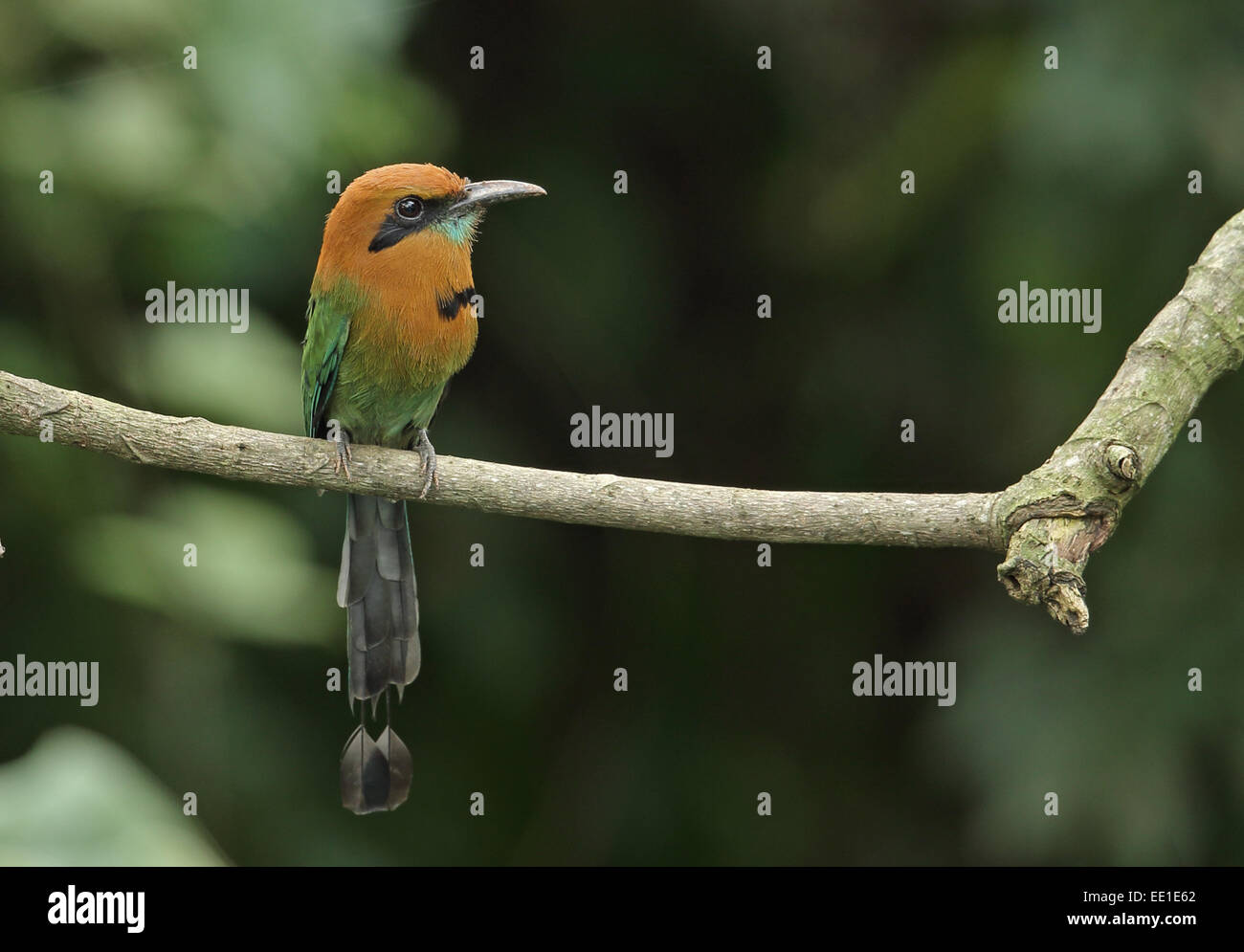 Breit-billed Motmot (Electron Platyrhynchum minus) Erwachsene, thront auf Zweig, alten Gamboa Road, Panama, November Stockfoto