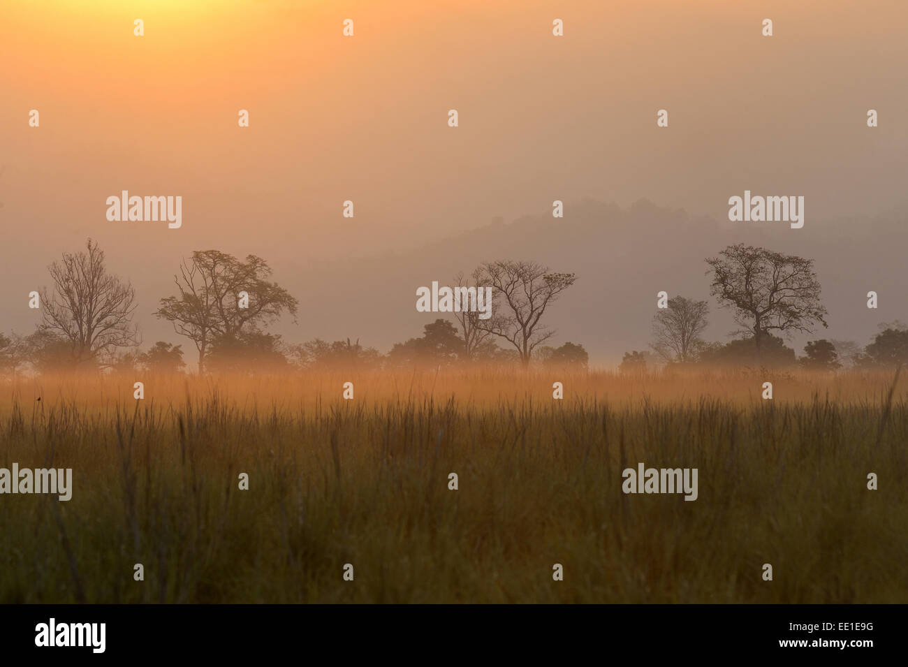 Blick auf Grünland Lebensraum in der Morgendämmerung, Jim Corbett Nationalpark, Uttarkhand, Indien, Mai Stockfoto