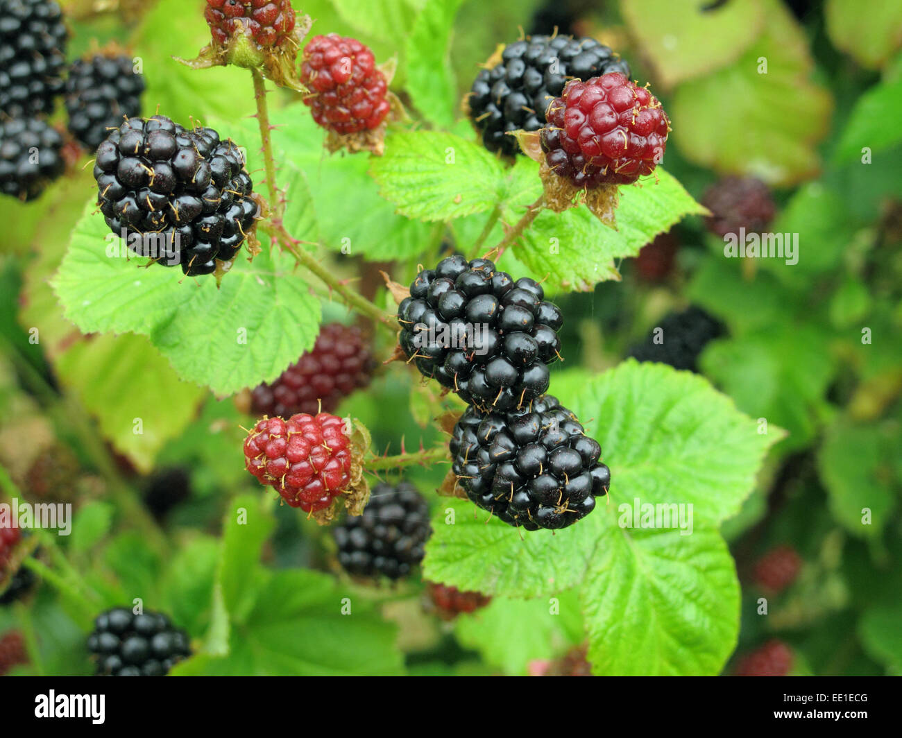 Brombeere (Rubus Fruticosus) Sorte, reife Beeren, Berkshire, England, Juli Stockfoto