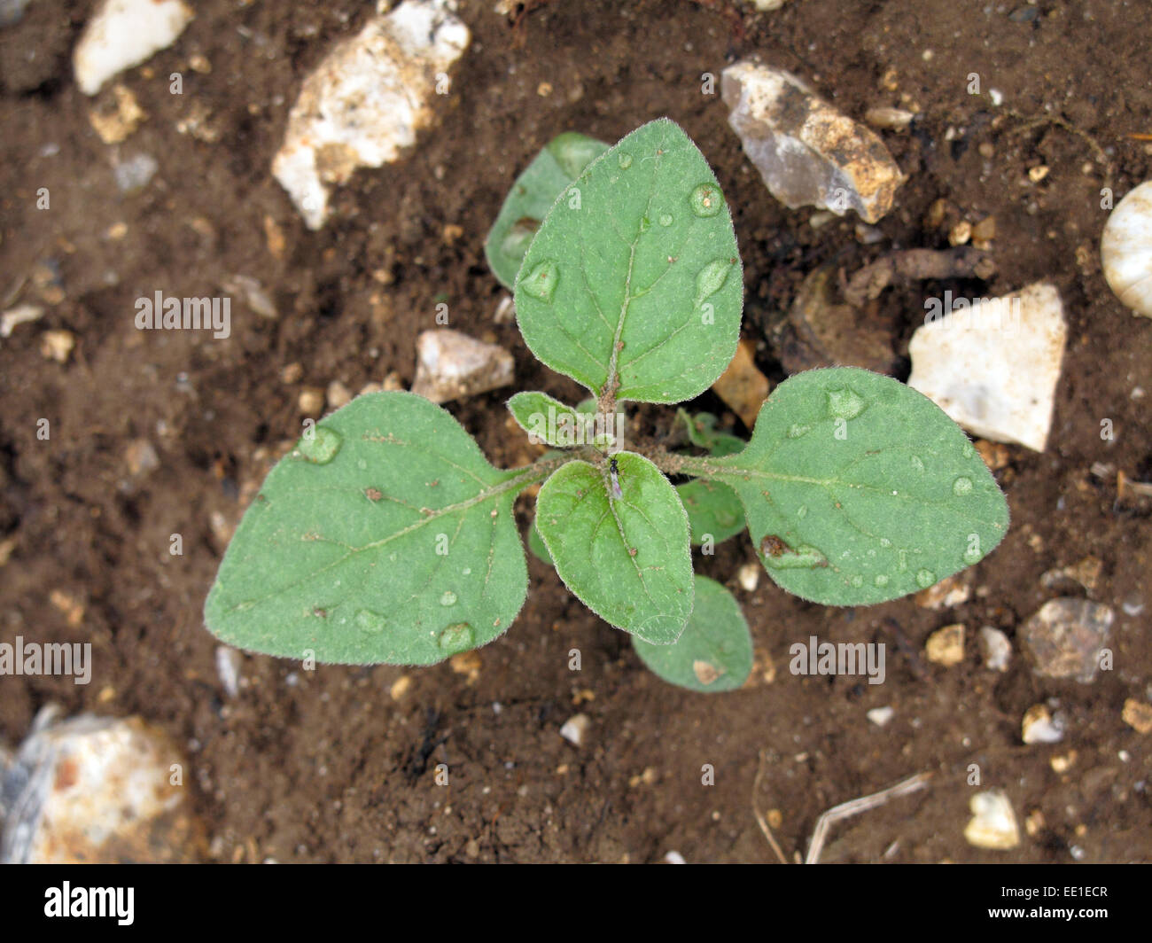 Schwarzer Nachtschatten-Pflanze, Solanum Nigrum, jährliche Unkraut Ackerkulturen und Gärten Stockfoto