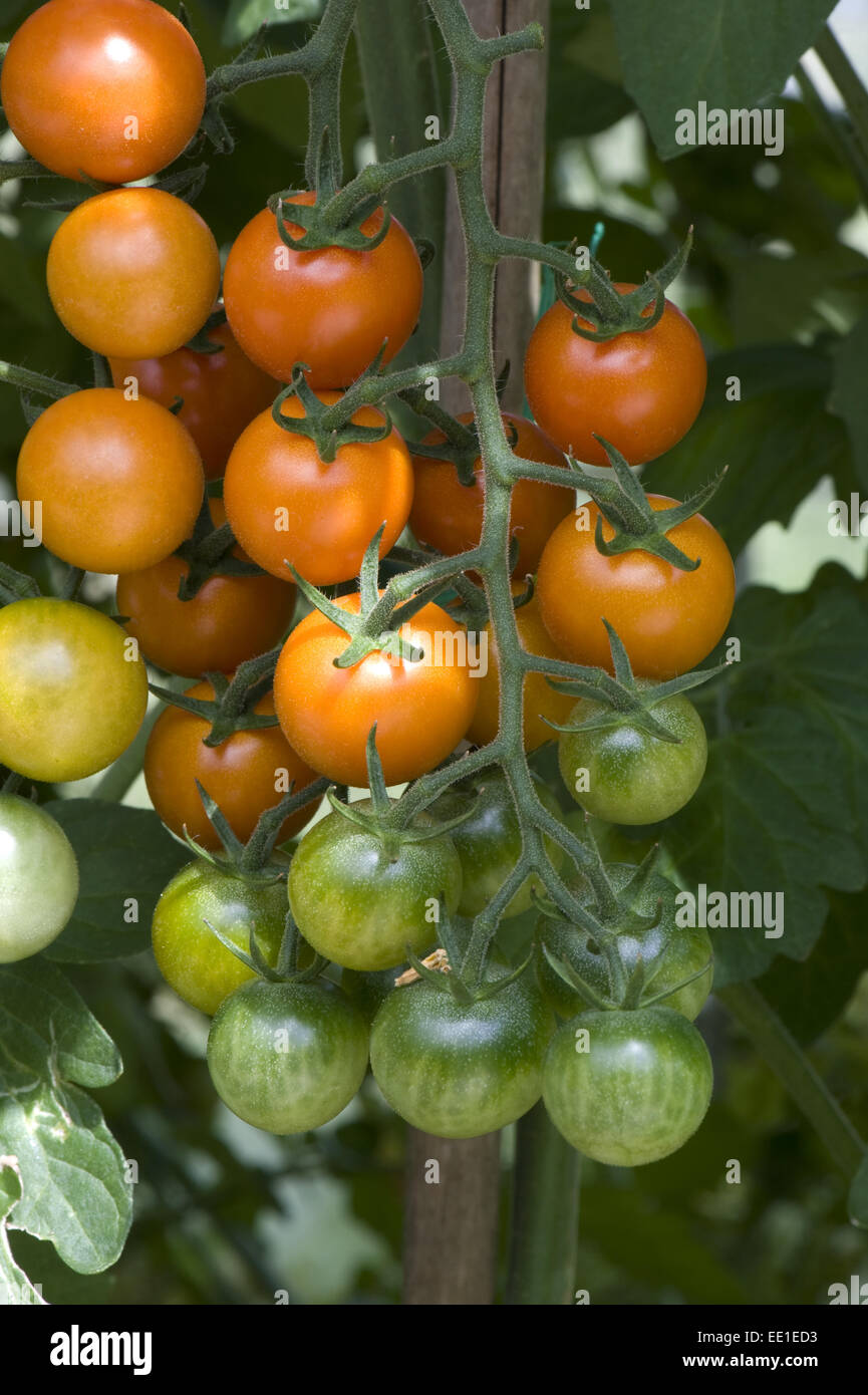 Cherry-Tomate Obst auf einer reifenden Truss auf einem Gewächshaus Pflanzen angebaut Stockfoto