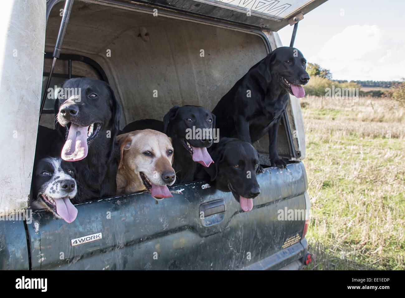 Familienbegleithund arbeiten bei Abholung, werden sie zur Fasane und Rebhühner bei Spiel schießen zu spülen. Schwarz & gelben Labrador Retriever mit einem Springer Spaniel. Stockfoto