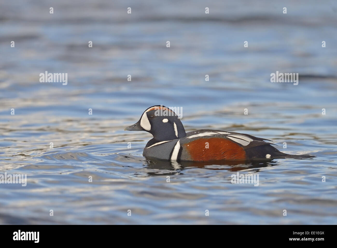 Harlekin Ente (Histrionicus Histrionicus) Männchen, Zucht Gefieder, Schwimmen im Fluss, Laxa River Island, Juni Stockfoto