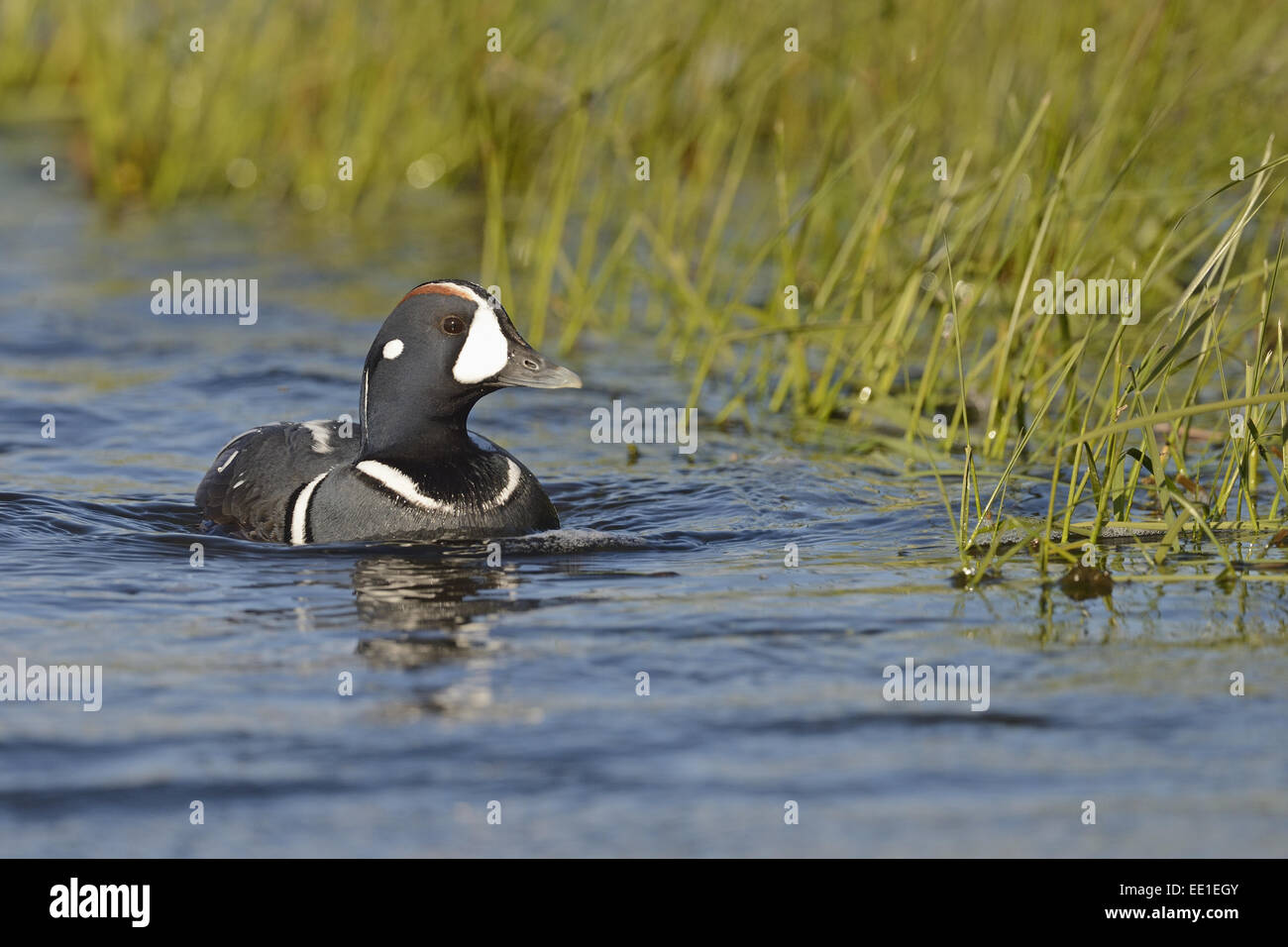 Harlekin Ente (Histrionicus Histrionicus) Männchen, Zucht Gefieder, Schwimmen im Fluss, Laxa River Island, Juni Stockfoto