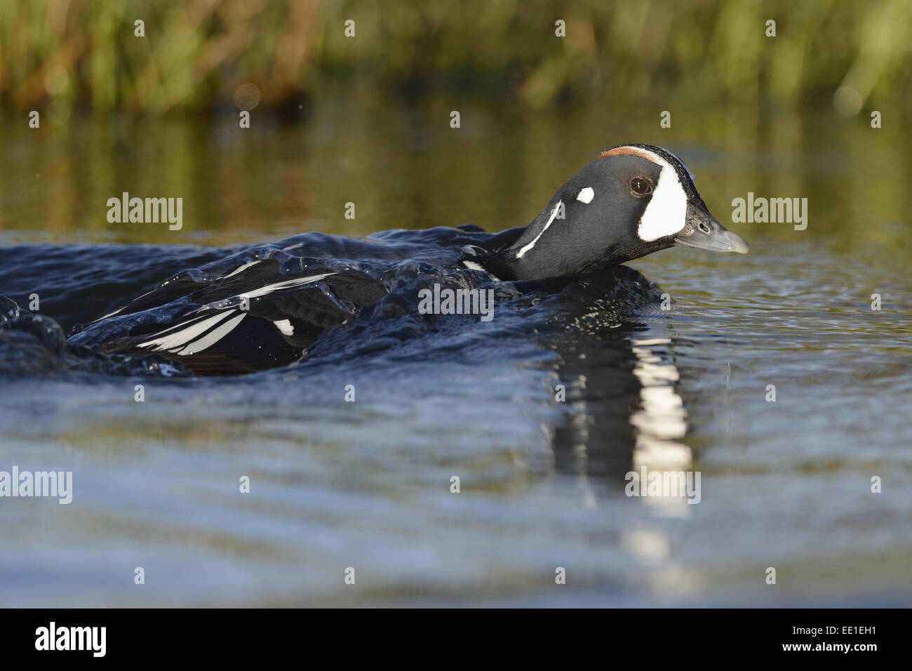 Harlekin Ente (Histrionicus Histrionicus) Männchen, Zucht Gefieder, Schwimmen im Fluss, Laxa River Island, Juni Stockfoto
