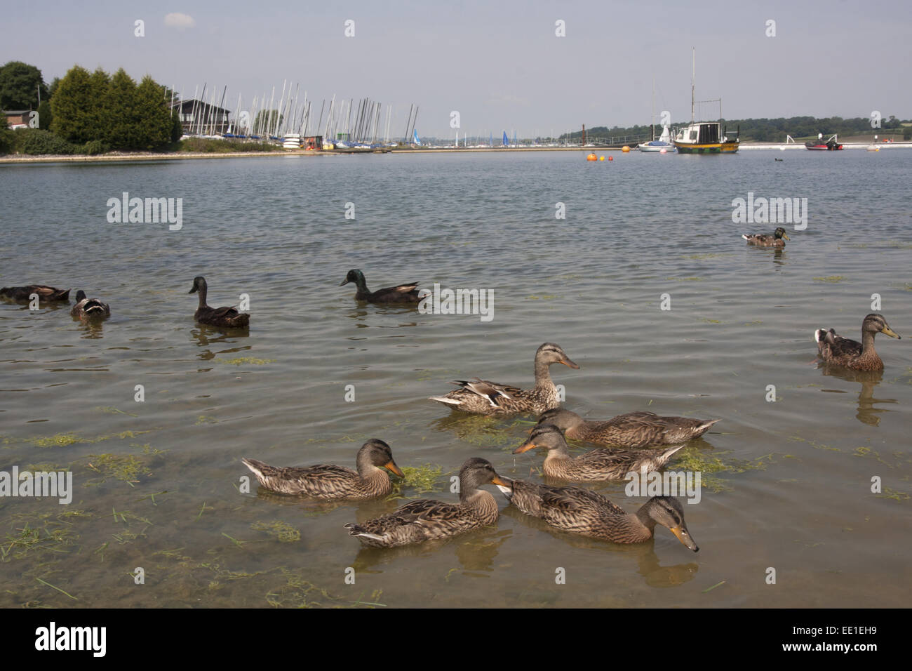 Stockente (Anas Platyrhynchos) x Hausente Hybriden, Herde, Schwimmen am Stausee Lebensraum, Edith Weston, Rutland Water, Rutland, England, Juli Stockfoto