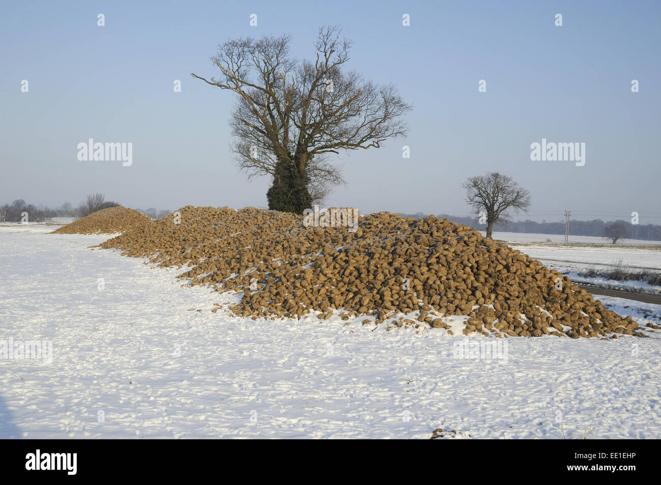 Zuckerrübe (Beta Vulgaris) Ernteguts, Haufen von Wurzeln im Schnee bedeckt Feld mit Rehe Spuren, in der Nähe von Tattingstone, Shotley Stockfoto
