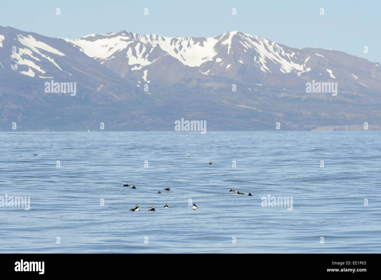 Papageitaucher (Fratercula Arctica) Erwachsene, Zucht Gefieder, Herde, Schwimmen im Meer, Skjalfandi Bay, Island, Juli Stockfoto