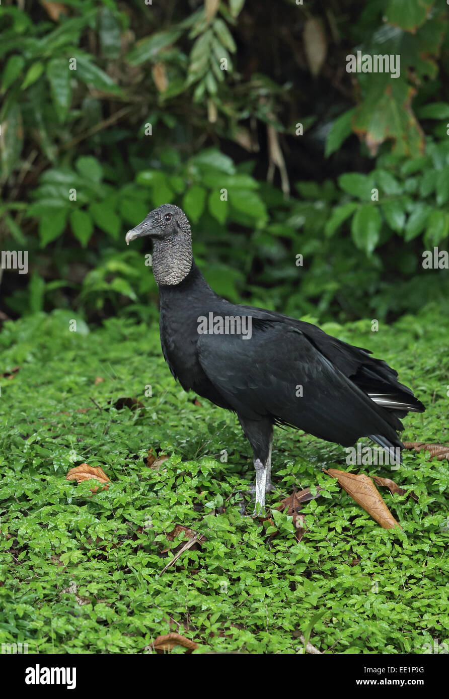 Amerikanische Schwarzgeier (Coragyps Atratus Brasiliensis) Erwachsenen, stehend auf feuchten Vegetation nach Regenfällen, Chagres River, Panama, Stockfoto