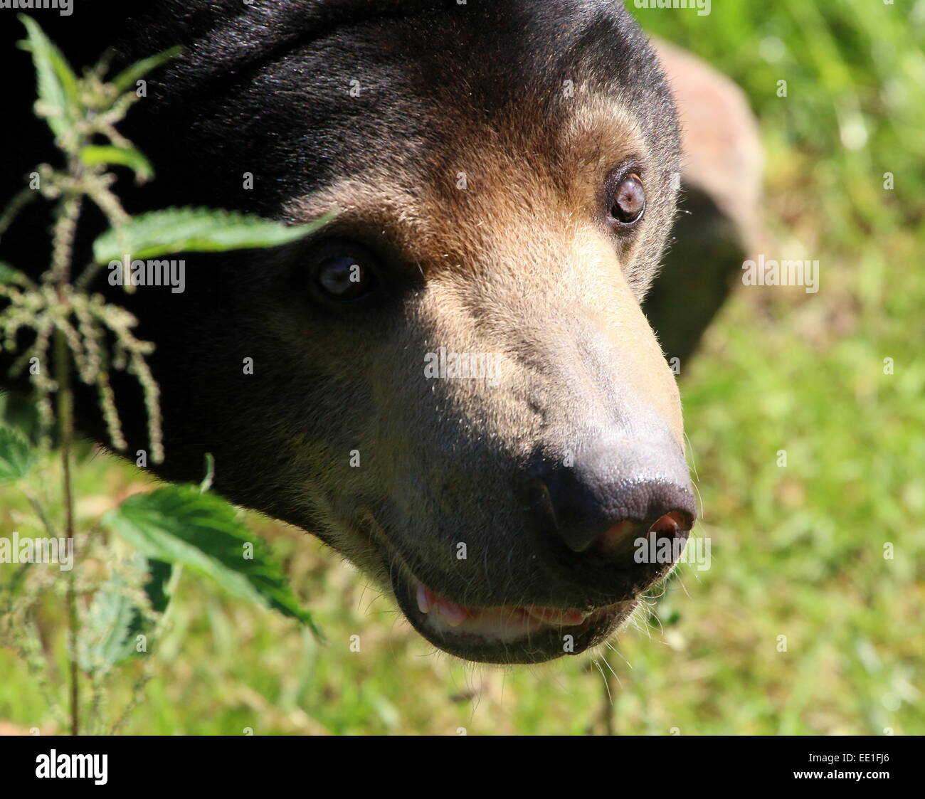 Kopf von einem neugierigen südostasiatischer Sonne tragen oder Honig-Bären (Helarctos Malayanus) in detaillierter Nahaufnahme im Burrgers Zoo, Arnheim Stockfoto