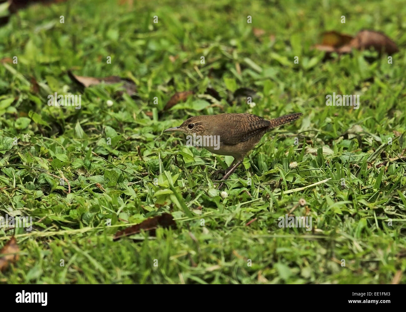 Südlichen Haus Zaunkönig (Troglodytes Musculus Inquietus) Erwachsenen, auf Nahrungssuche am Boden, bei Regen, Chagres River, Panama, November Stockfoto