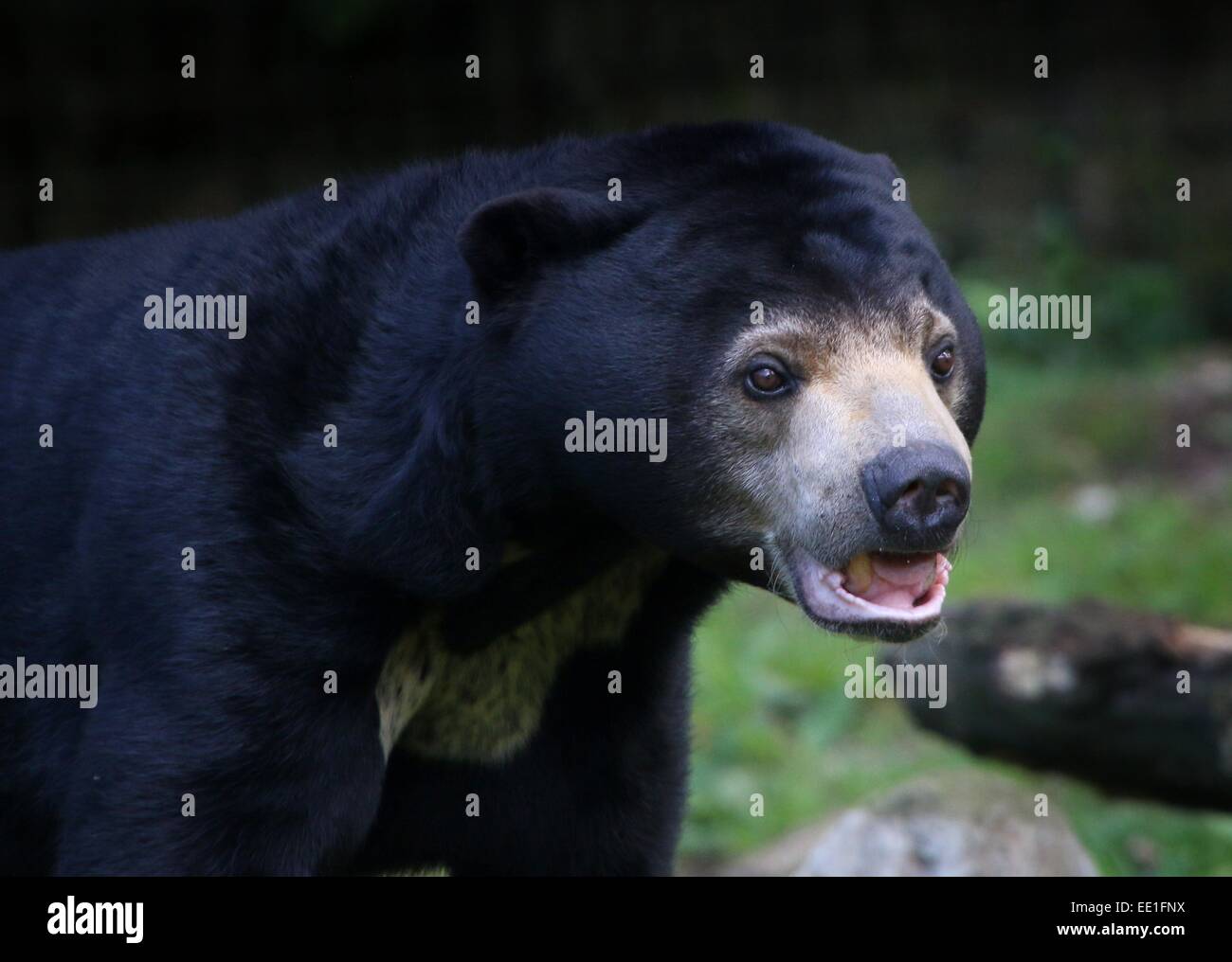 Südostasiatische Sun Bear "oder" Honig-Bären (Helarctos Malayanus) Stockfoto