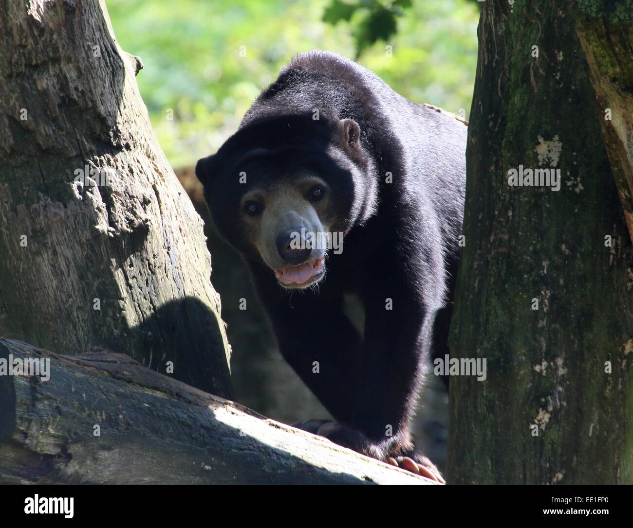 Südostasiatische Sun Bear "oder" Honig-Bären (Helarctos Malayanus) Stockfoto