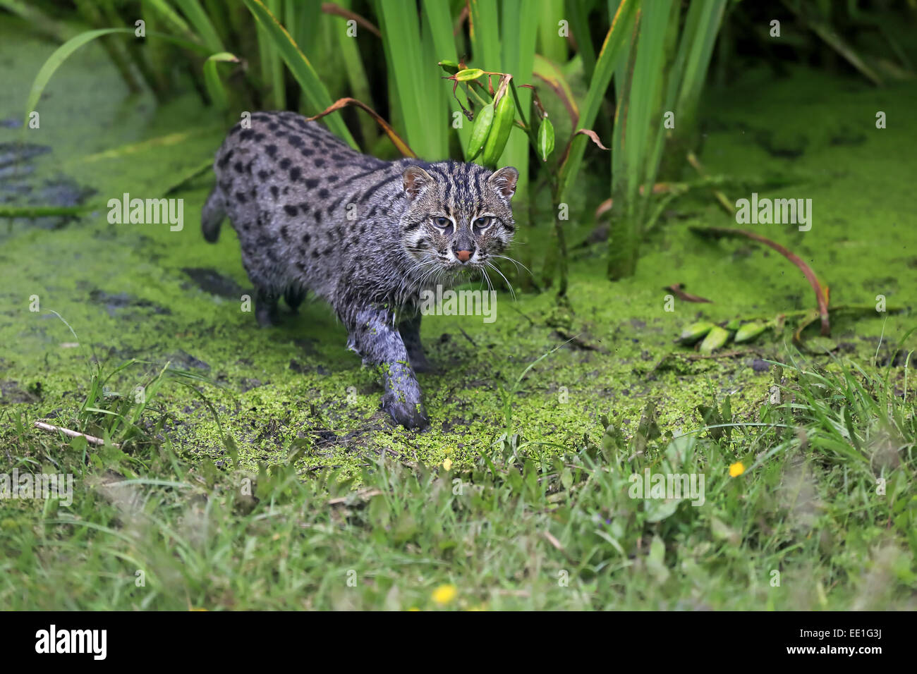 Fischen-Katze (Prionailurus Viverrinus) Erwachsene, Wandern im flachen Wasser, Juli (Gefangenschaft) Stockfoto
