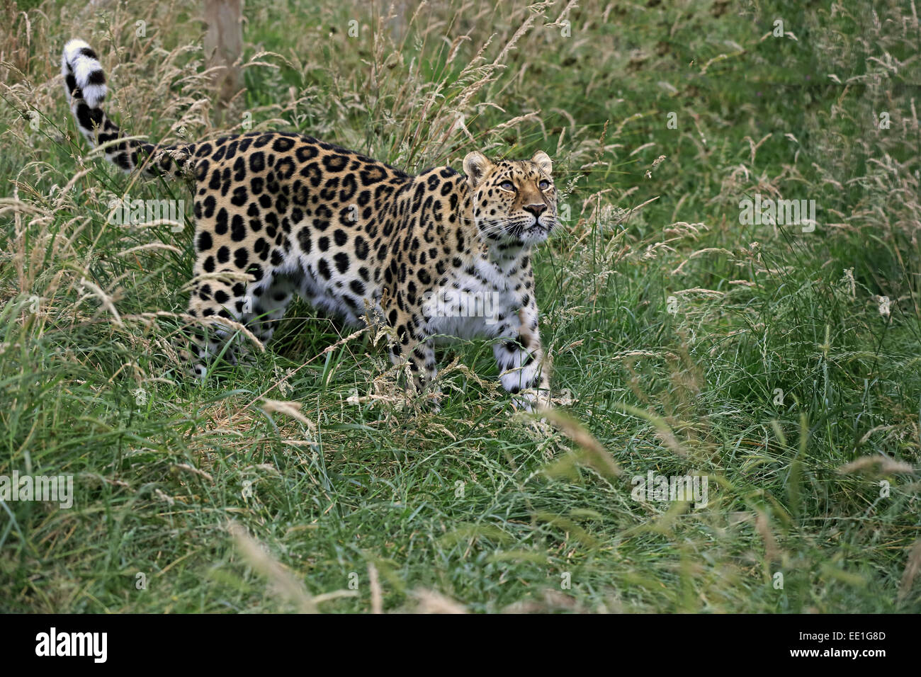 Amur-Leopard (Panthera Pardus Orientalis) Erwachsenen, zu Fuß in Rasen, Juli (Captive) Stockfoto