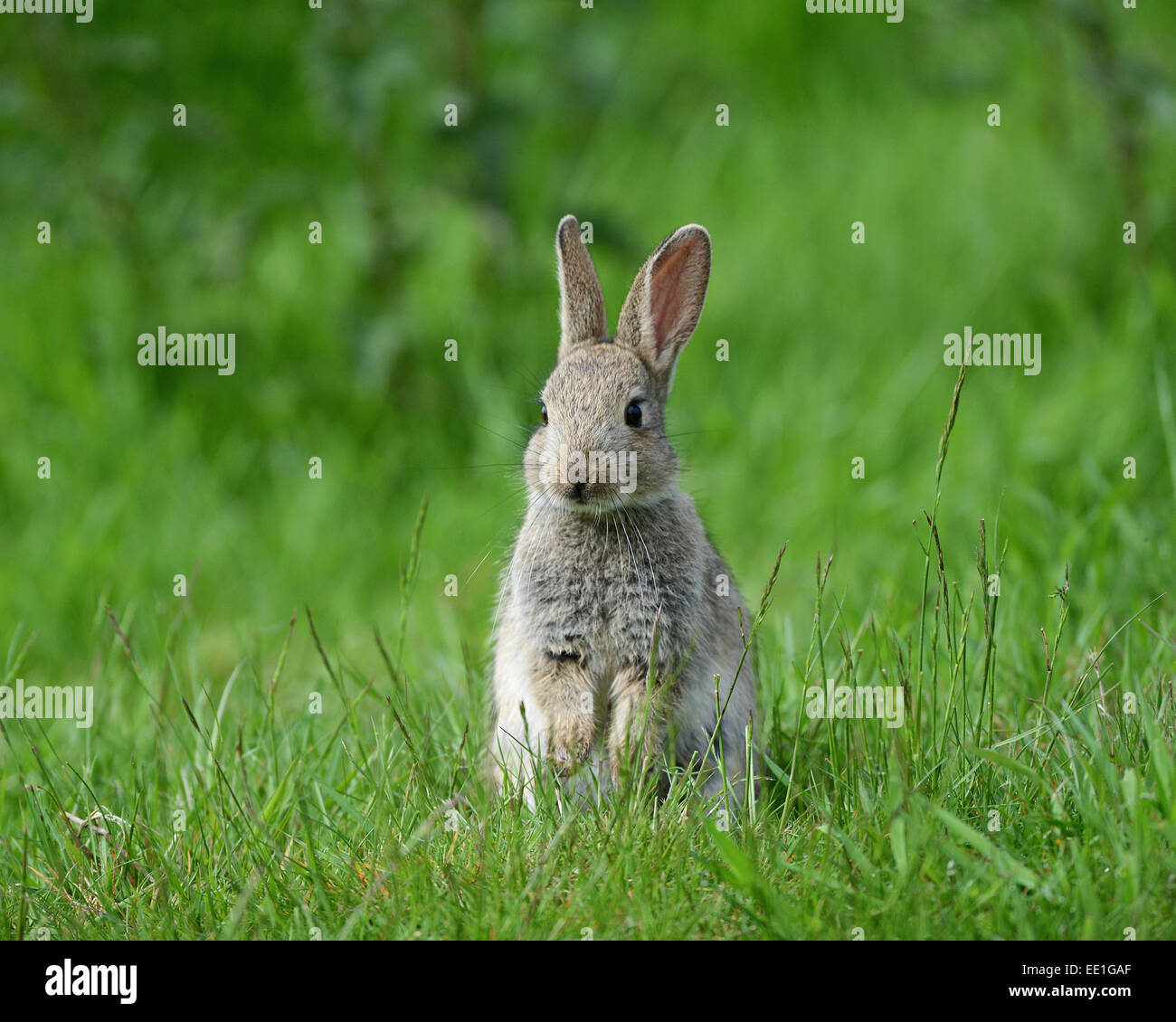 Europäischen Kaninchen (Oryctolagus Cuniculus) jung, sitzen auf Rasen, Sussex, England, Mai Stockfoto