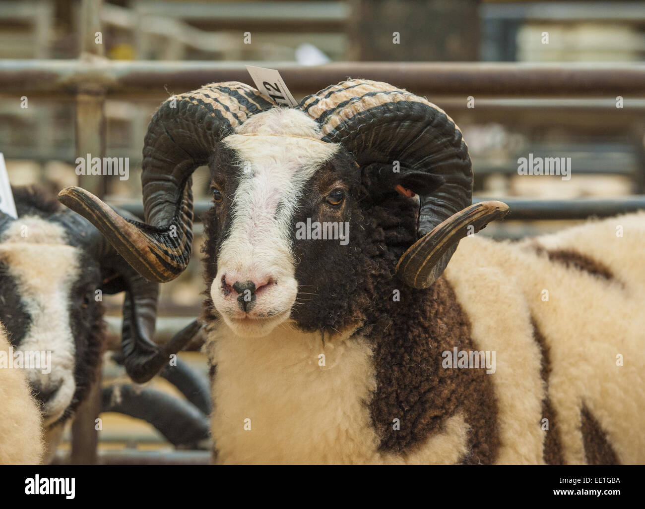 Hausschafe, Jacob Sheep Ewe, Nahaufnahme des Kopfes, im Stift an Vieh Markt, Carlisle Vieh Markt, Cumbria, England, September Stockfoto