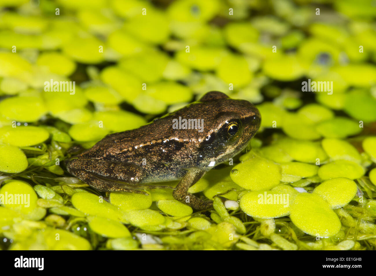 Gemeinsamen Frosch (Rana Temporaria) Froglet auf Wasserlinsen (Lemna SP.) im Gartenteich, Seaford, East Sussex, England, Juli Stockfoto
