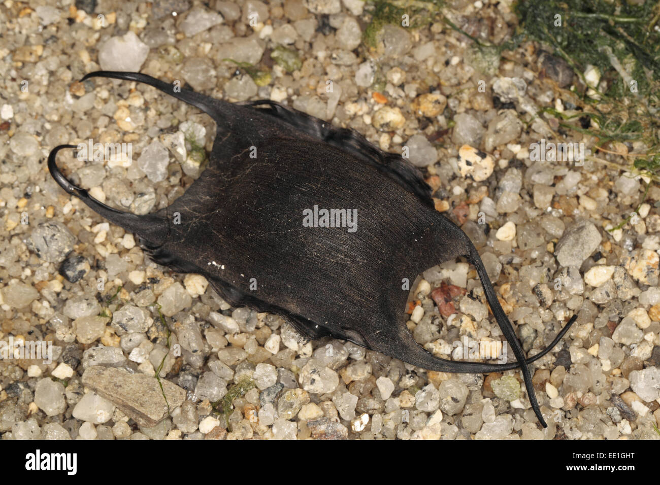 Sternenhimmel Ray (Amblyraja Radiata) "Mermaids Handtasche" Eggcase (Sammlung Bild) Stockfoto