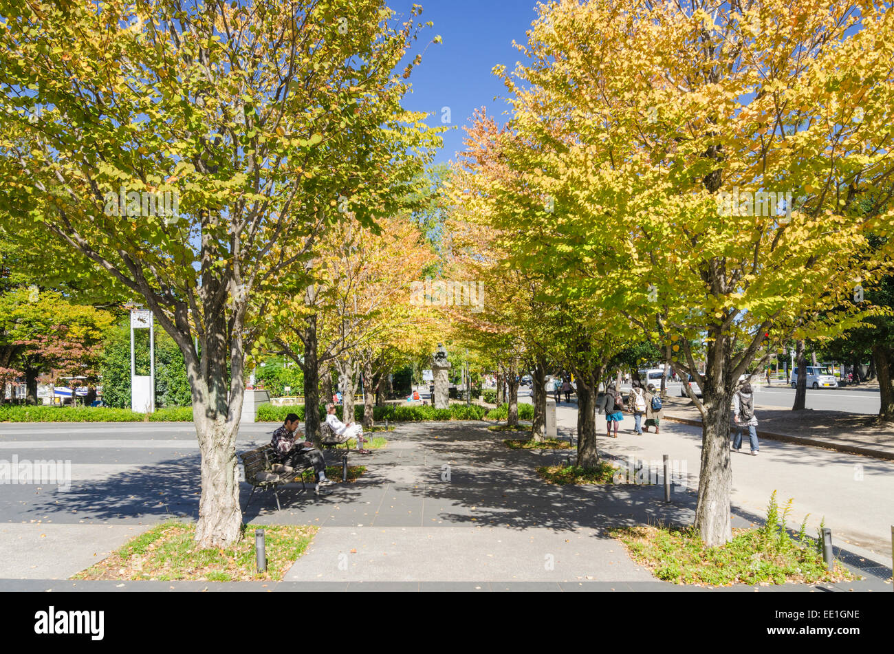 Wandel der Saison wie die Herbstfarben der Bäume in Okazaki-Park, Kyoto, Kansai, Japan starten Stockfoto