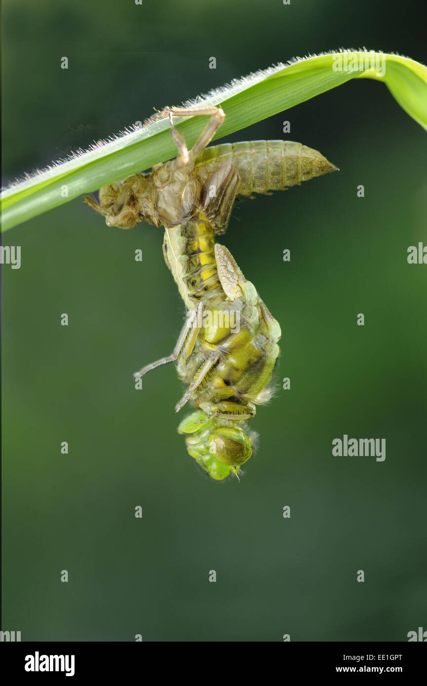 Breit-bodied Chaser (Libellula Depressa) Erwachsenfrau, entstehende Exuvia, ruht auf gelbe Iris (Iris Pseudacorus) Blatt am Rand der Gartenteich, Bentley, Suffolk, England, Mai Stockfoto